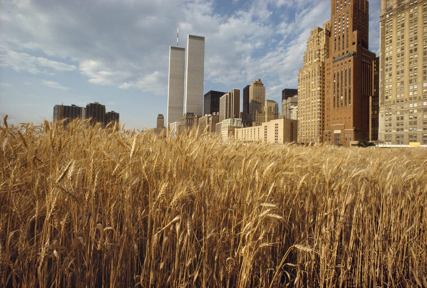 Agnes Denes — Wheatfield – A Confrontation